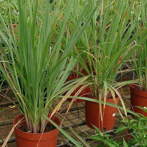 verified lemon grass plant supplier in Jharkhand